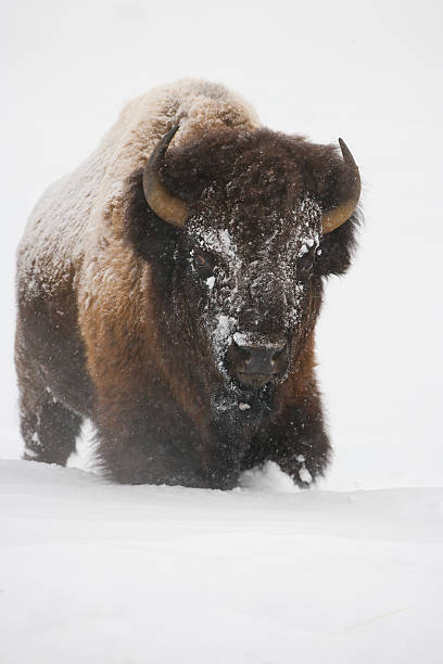 Bisen Cold 5,500+ Bison Snow Stock Photos, Pictures & Royalty-Free Images - iStock