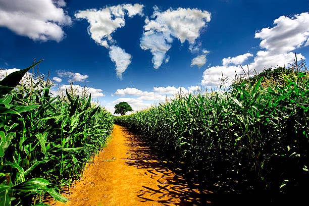 Cloud World Corn field  country road road corn crop farm stock pictures, royalty-free photos & images