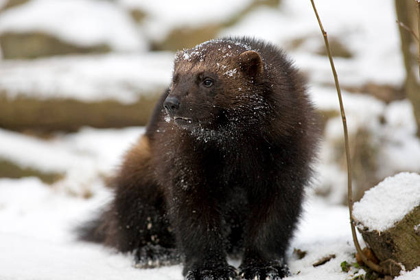 wolverine (g. gulo) en la nieve - wolverine endangered species wildlife animal fotografías e imágenes de stock
