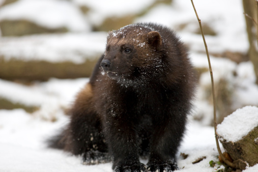 The wolverine (Gulo gulo) is the largest land-dwelling species of the Mustelidae or weasel family (the Giant Otter is largest overall) in the genus Gulo (meaning \