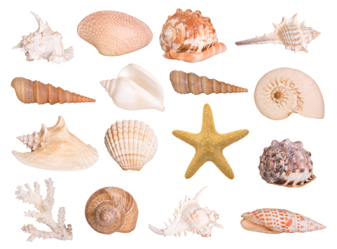 Large selection of isolated seashells and a starfish. Montage. 
