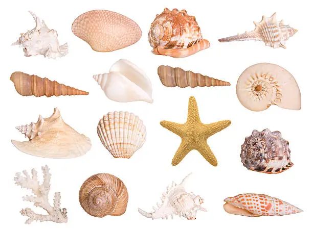 Photo of Collection of isolated seashells