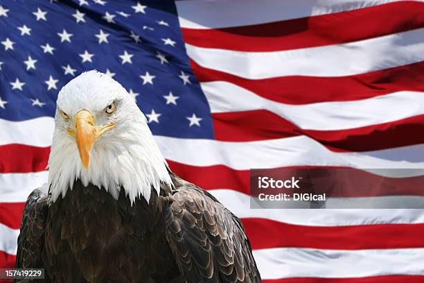 Águila Calva Con Bandera Estadounidense Foto de stock y más banco de imágenes de Águila de cabeza blanca - Águila de cabeza blanca, Águila, Bandera estadounidense