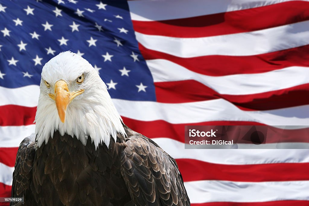 Bald Eagle - American Flag  Bald Eagle Stock Photo