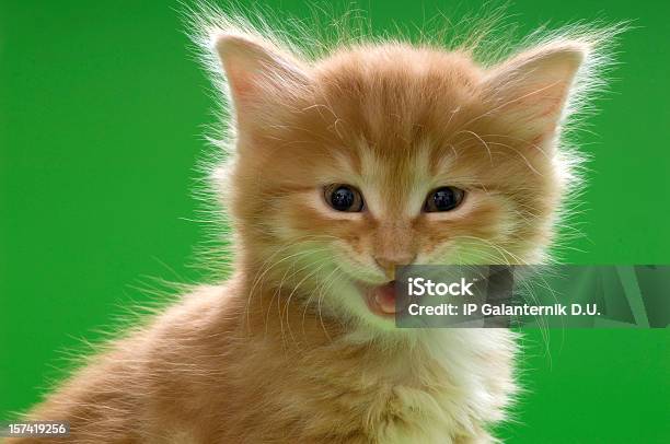 Foto de Bobtail Kurilian Um Gatinho e mais fotos de stock de Gato doméstico - Gato doméstico, Americano de Pelo Curto, Animal