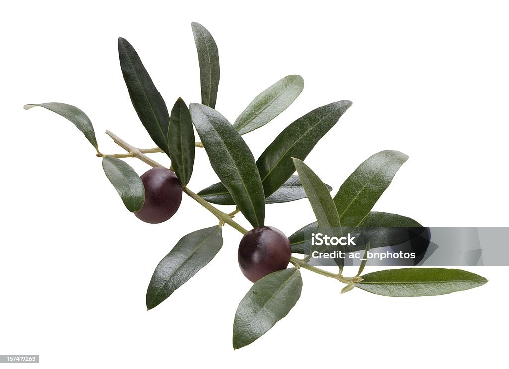 Zweig der olive tree [ clipping path ] - Lizenzfrei Olivenzweig Stock-Foto