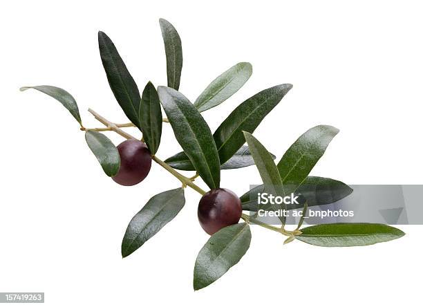 Zweig Der Olive Tree Clipping Path Stockfoto und mehr Bilder von Olivenzweig - Olivenzweig, Weißer Hintergrund, Farbbild