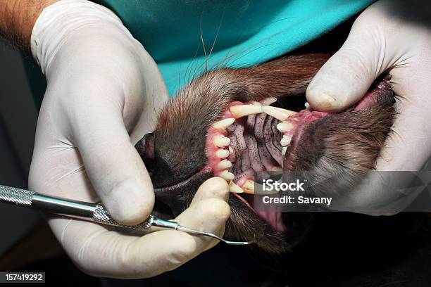 Dientes De Animal Foto de stock y más banco de imágenes de Instrumento de dentista - Instrumento de dentista, Salud dental, Perro