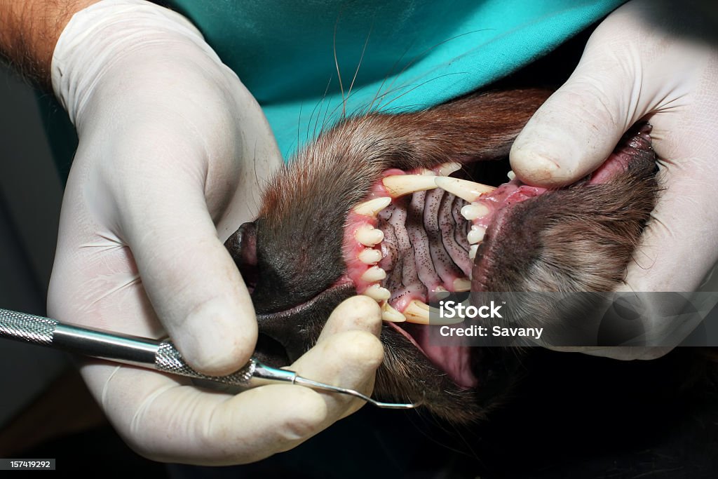 Dentes de Animal - Royalty-free Equipamento Dentário Foto de stock