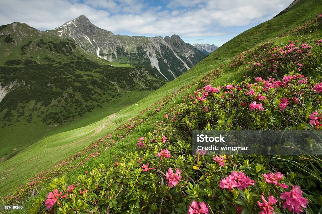 Montaña azalea - Foto de stock de Alpes Europeos libre de derechos