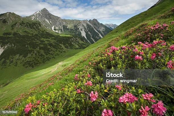 Montaña Azalea Foto de stock y más banco de imágenes de Alpes Europeos - Alpes Europeos, Azalea, Estado del Tirol