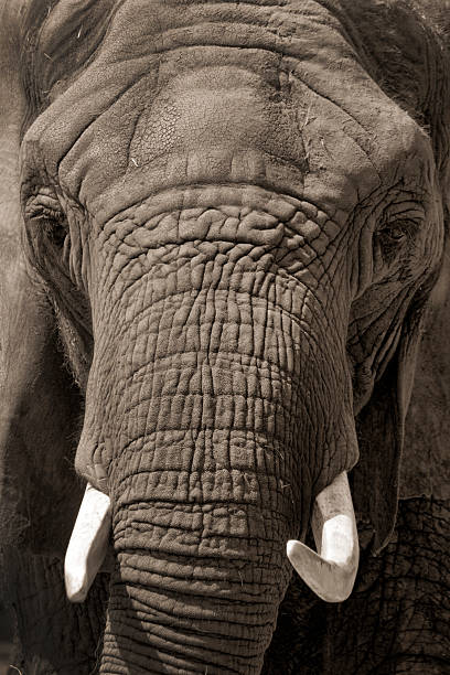 istock Sepia African Elephant Portrait Up Close 157419371