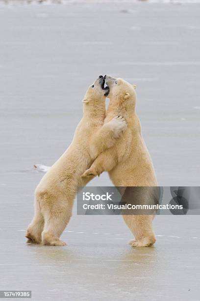 Dois Ursos Polares Interagir - Fotografias de stock e mais imagens de Brigar - Brigar, Urso polar, Animal macho