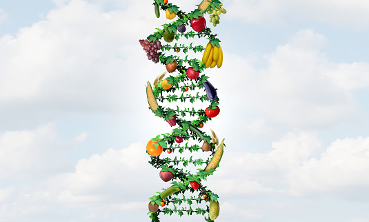GMO agriculture and genetically modified crops or gene altered food as engineered agricultural farming concept using biotechnology and genetic manipulation as fruit and vegetables as a DNA strand.