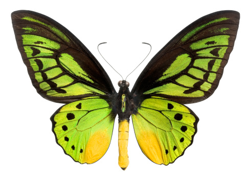 Mariposa (lepidópteros) con verde; negro y amarillo wings. Clipping Path (Borde de corte). photo