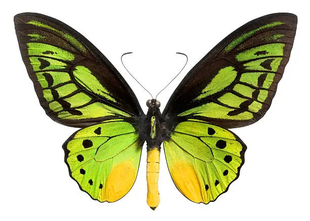 Butterfly with Yellow body and Brilliant Green, Yellow and Black wings on a white background. Clipping Path. A lot of intricate detail.