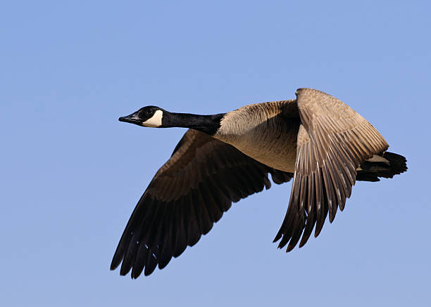 A Canadian Goose (Branta canadensis) flying through a perfect blue sky.
