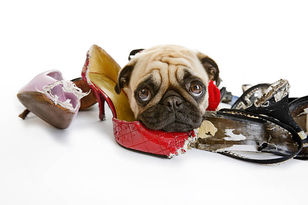 Pug Looks Sad after Chewing on Dress Shoes  chewed stock pictures, royalty-free photos & images