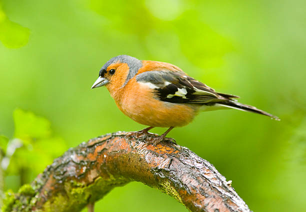 tentilhão (fringilla coelebs) - chaffinch - fotografias e filmes do acervo