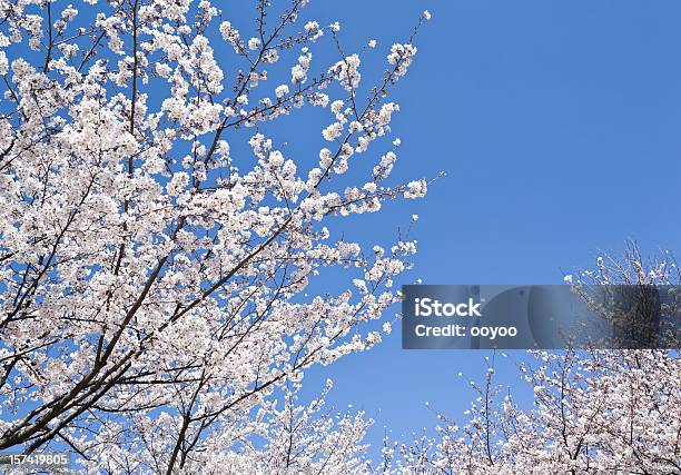 Cherry Blossoms Stock Photo - Download Image Now - Blue, Branch - Plant Part, Cherry Blossom