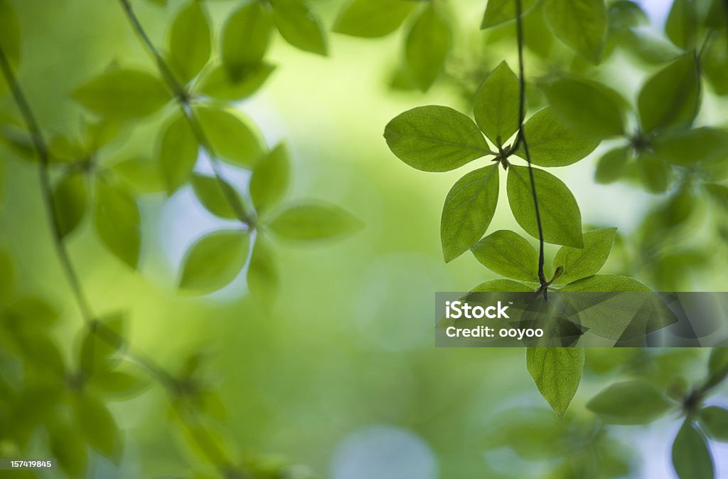 Hojas de primavera - Foto de stock de Aire libre libre de derechos