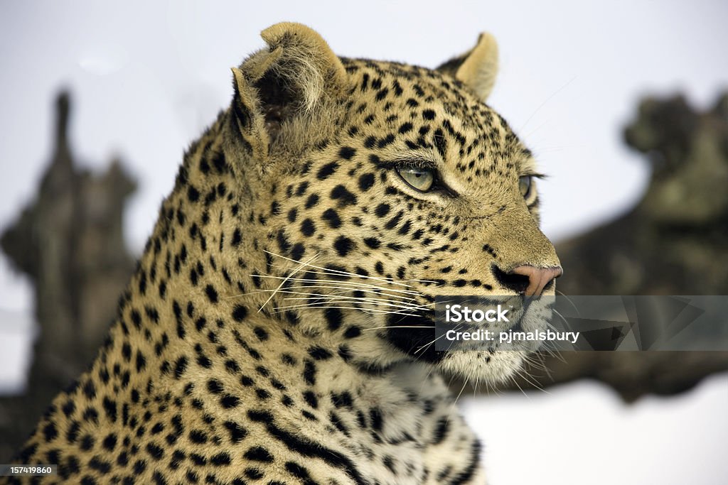 Magnifique léopard. - Photo de Afrique libre de droits