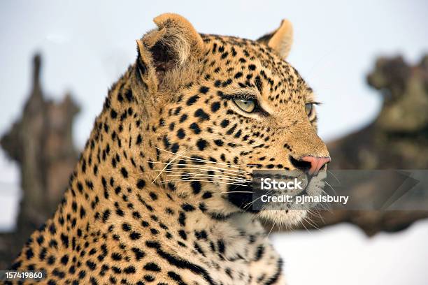 Foto de Bela Com Estampa De Leopardo e mais fotos de stock de Animais de Safári - Animais de Safári, Animal, Botsuana