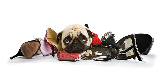 Shoes to Chew From  chewed stock pictures, royalty-free photos & images