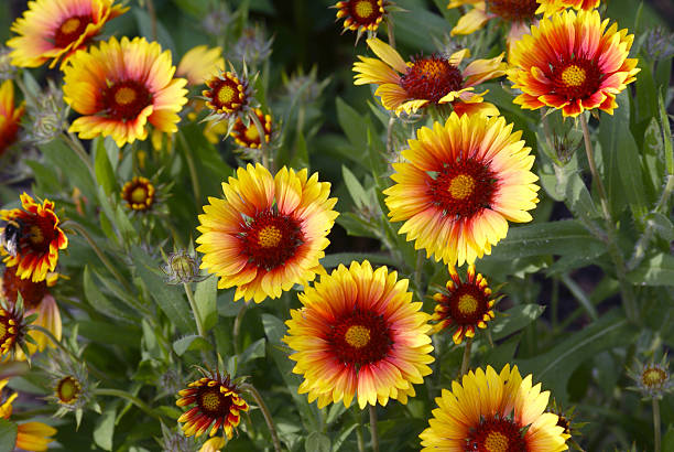 istock Many cockade flowers 157419932