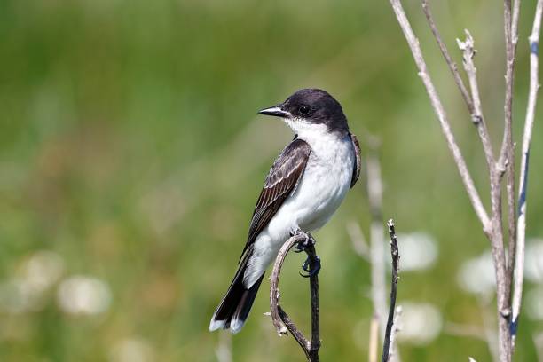 istock Majestic Eastern kingbird bird perched atop a tree twig 1574199836