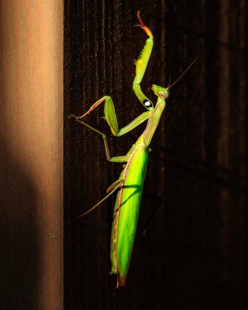 istock Macro shot of a Praying Mantis against a dark background 1574200400