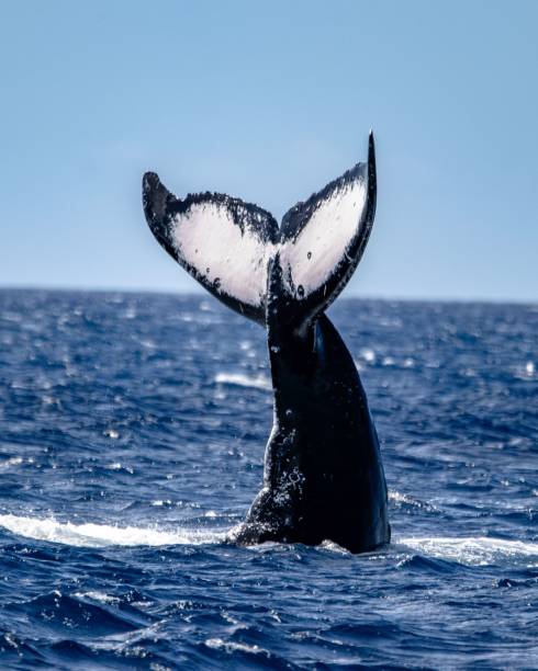 istock Humpback whale gliding through the tranquil blue ocean, with its tail fin visible above the surface 1574200406