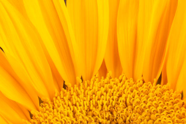 sunflowers with morning sun rays