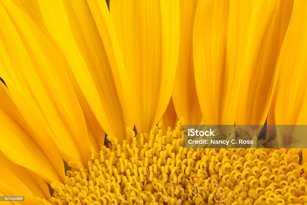 Sunflower, Yellow, Pattern, Background, Flower, Petals  Sunflower Stock Photo