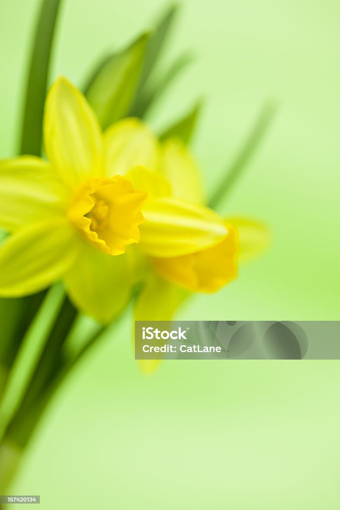 Easter Narciso - Royalty-free Narciso - Flor Foto de stock