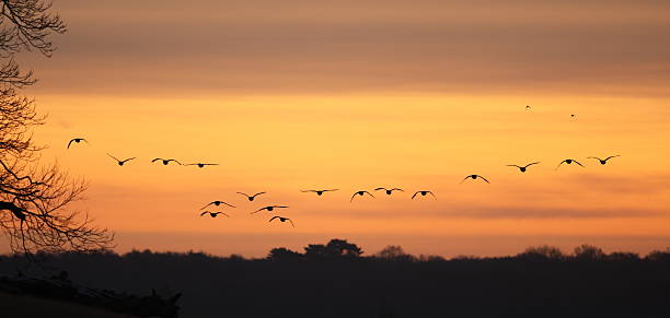istock Flock of Birds 157420197