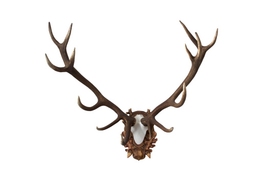 A pair of red deer antlers on a white background