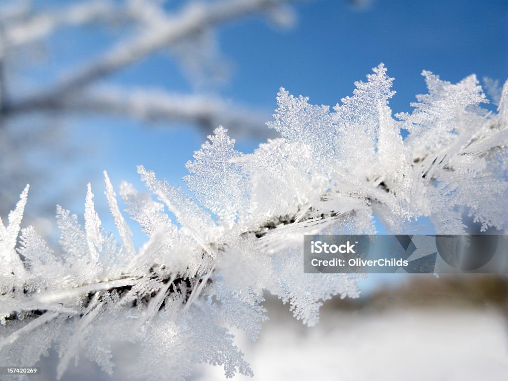 Hoar froid. - Photo de Cristaux de neige libre de droits