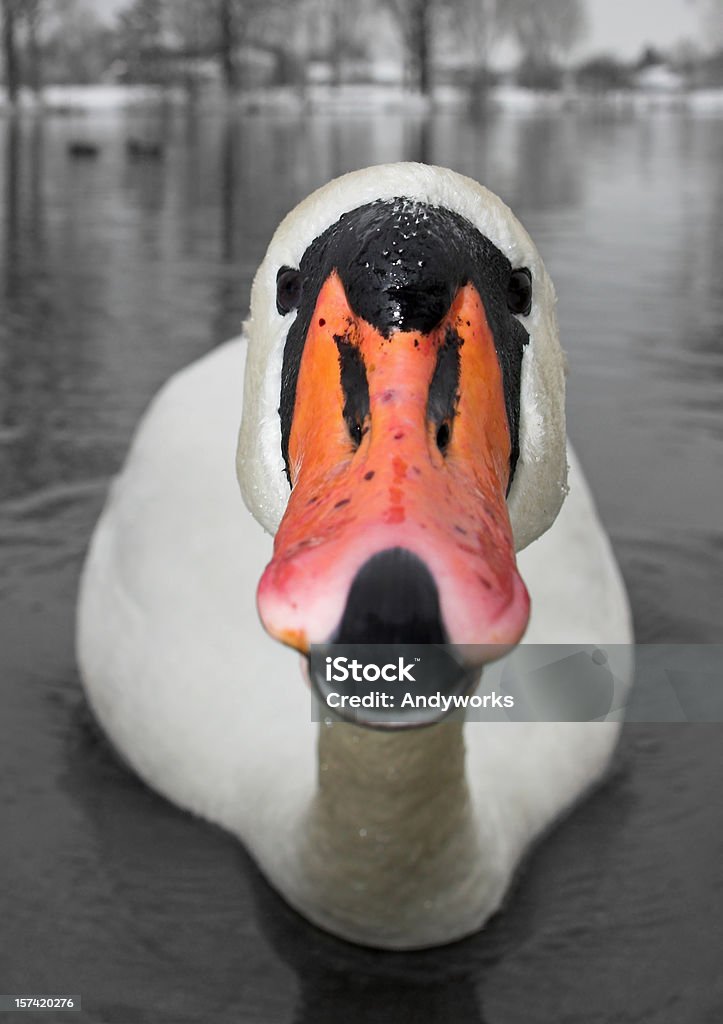 Широкоугольный Swan - Стоковые фото Белый роялти-фри
