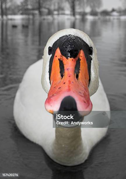 Широкоугольный Swan — стоковые фотографии и другие картинки Белый - Белый, Близко к, Вертикальный
