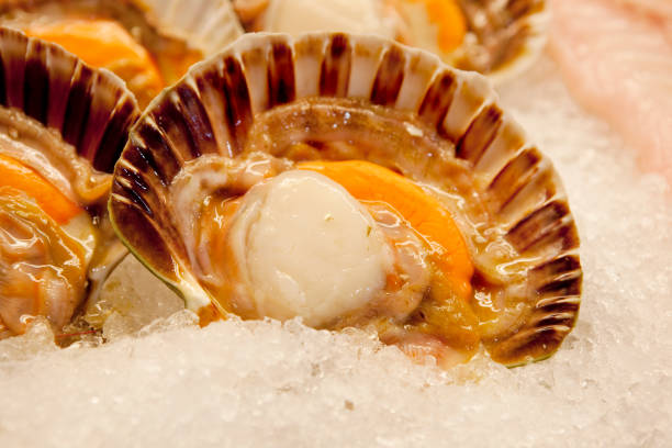 Fresh Scallops at Market in the Rialto Market in Venice, Italy