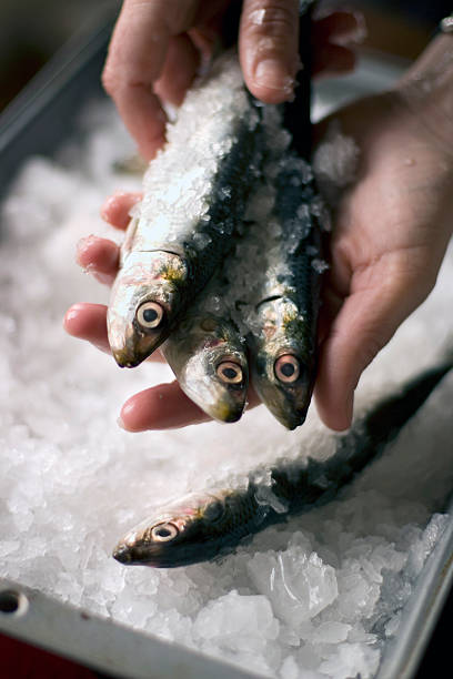 sardinen - fish seafood catch of fish raw stock-fotos und bilder