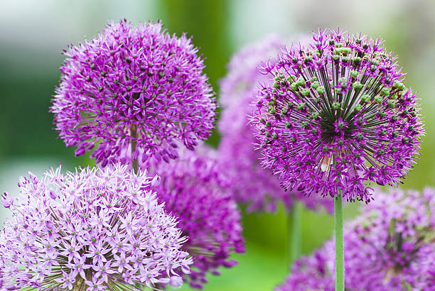 aglio-vii - flower single flower macro focus on foreground foto e immagini stock