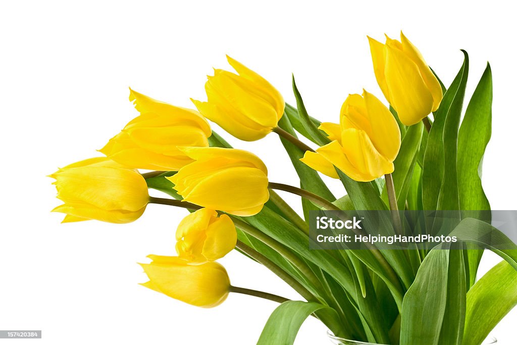 Yellow tulips on white background Bouquet of tulips on white background. Yellow Stock Photo