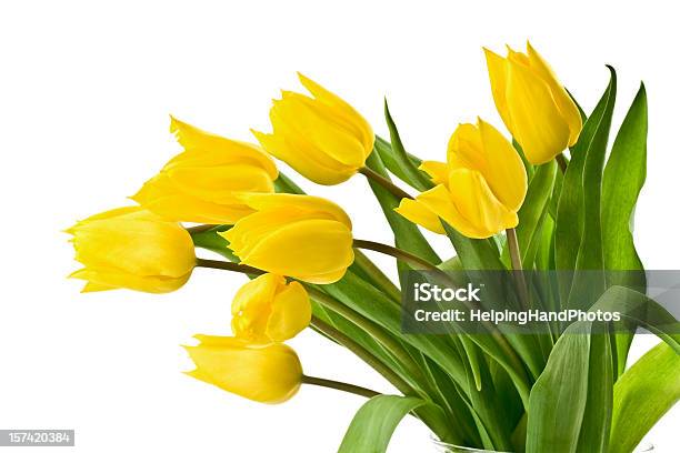 Yellow Tulips On White Background Stock Photo - Download Image Now - Yellow, Tulip, White Background