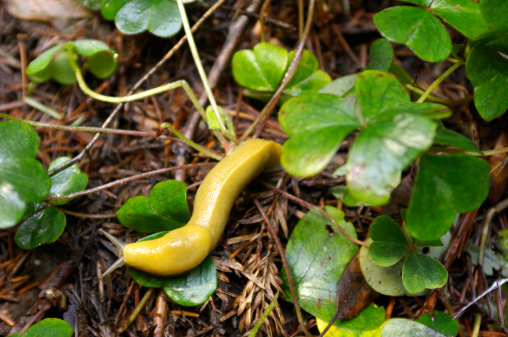 Close-up of banana Slug (Ariolimax columbianus) moving along the redwood tree needles and low vegetation of the forest floor.