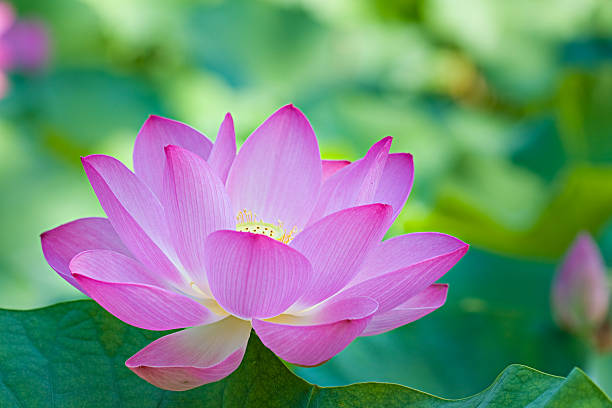 lotus - lotus single flower water lily water foto e immagini stock