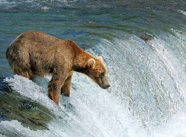 медведь рыбалка для лосось на водопад в аляска - brown bear alaska katmai national park animal стоковые фото и изображения