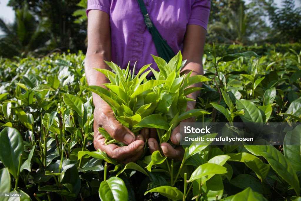 Lavoratore agricolo con una manciata di Fair Trade Foglie di tè - Foto stock royalty-free di Foglie di tè - Bevanda