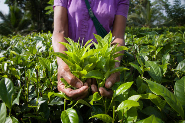 agricultural worker with handful of Fair Trade tea leaves stock photo